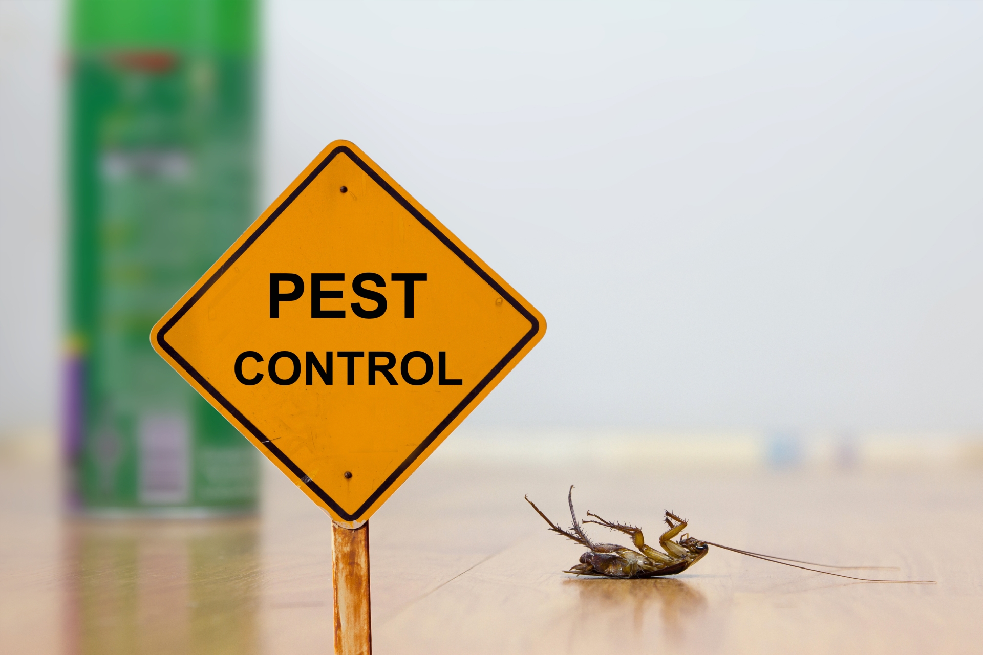 24 Hour Pest Control, Pest Control in Notting Hill, W11. Call Now 020 8166 9746