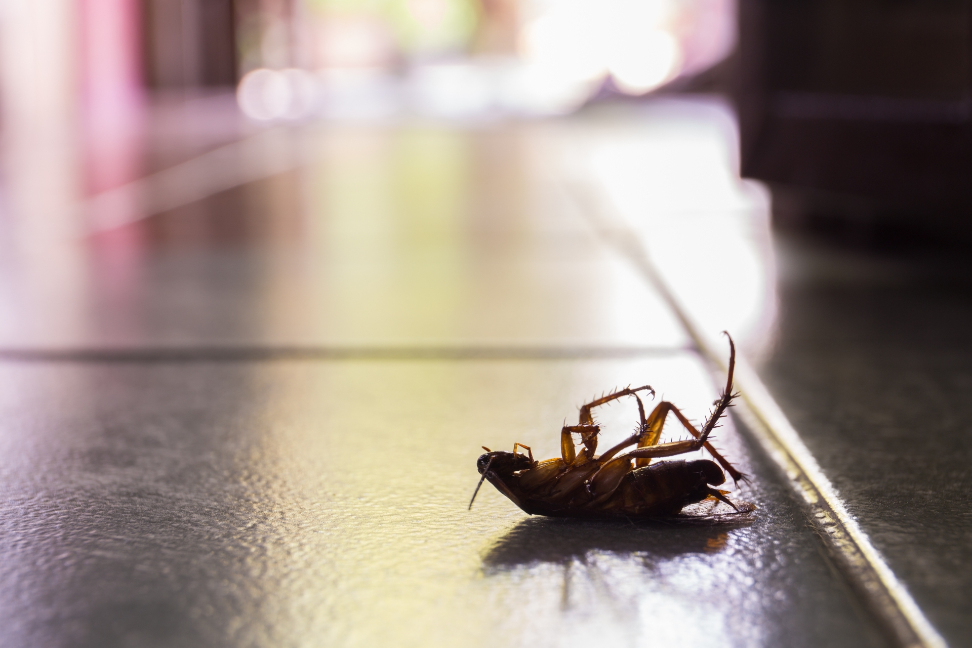 Cockroach Control, Pest Control in Notting Hill, W11. Call Now 020 8166 9746