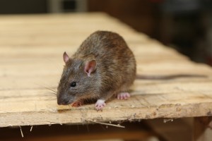 Rodent Control, Pest Control in Notting Hill, W11. Call Now 020 8166 9746