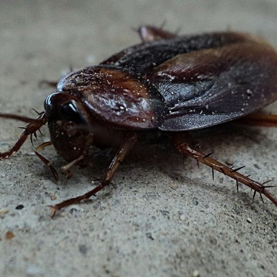 Cockroaches, Pest Control in Notting Hill, W11. Call Now! 020 8166 9746