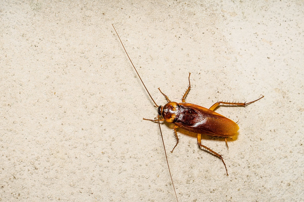 Cockroach Control, Pest Control in Notting Hill, W11. Call Now 020 8166 9746