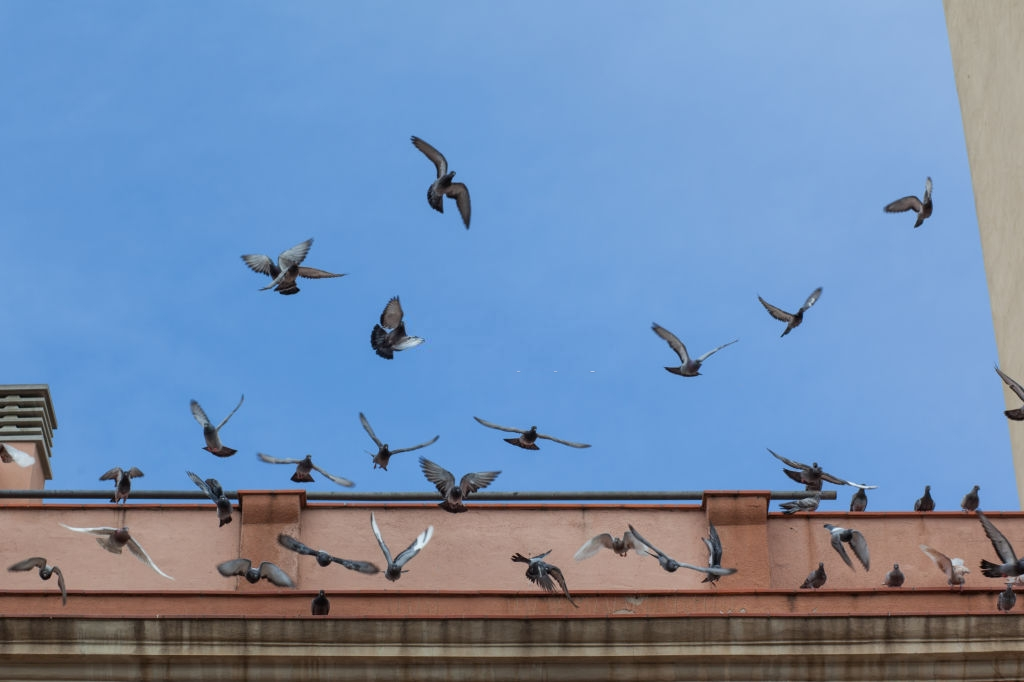 Pigeon Pest, Pest Control in Notting Hill, W11. Call Now 020 8166 9746