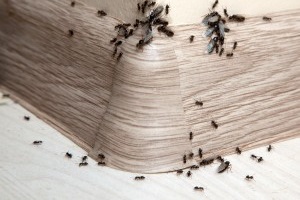 Ant Control, Pest Control in Notting Hill, W11. Call Now 020 8166 9746