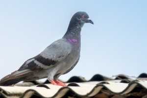Pigeon Pest, Pest Control in Notting Hill, W11. Call Now 020 8166 9746
